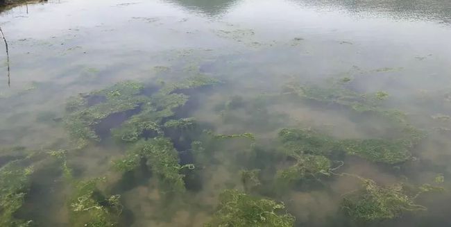 秋冬季節(jié)池塘的青苔如何消殺？
