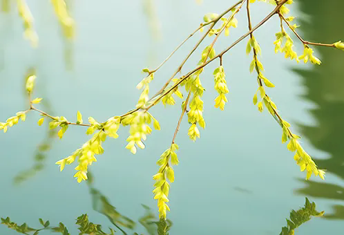 消毒和解毒如何區(qū)分？消毒劑殘留毒素怎么解？