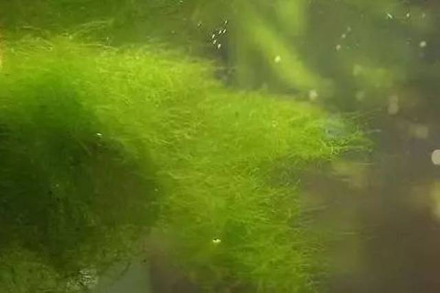 青苔水的危害及預防