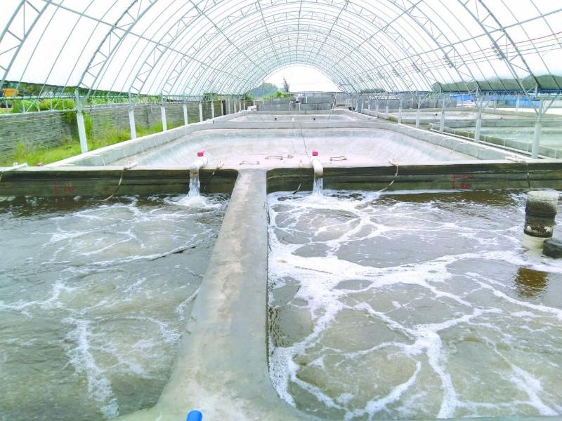 養(yǎng)蝦先養(yǎng)水！養(yǎng)水的關(guān)鍵核心原來是它！