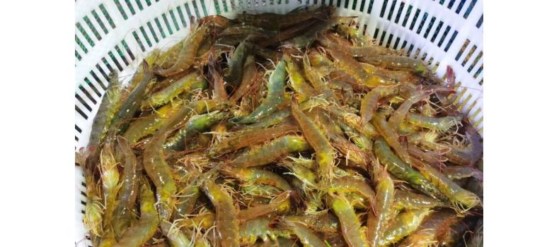 溫棚養(yǎng)殖南美白對蝦連續(xù)蛻殼怎么辦？