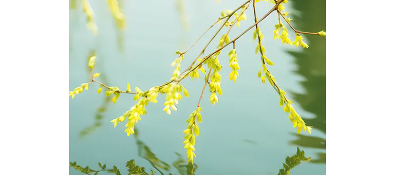 消毒和解毒如何區(qū)分？消毒劑殘留毒素怎么解？