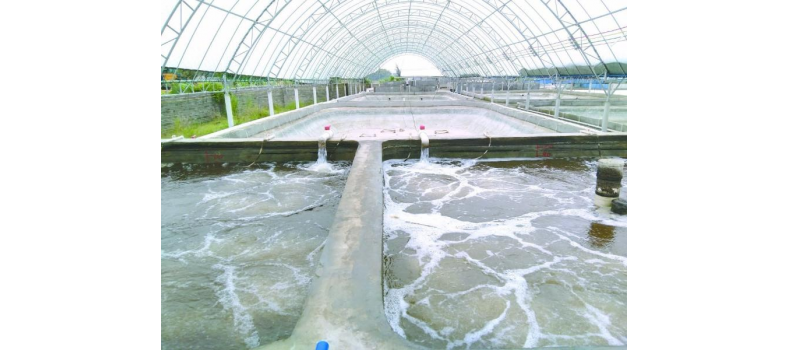 養(yǎng)蝦先養(yǎng)水！養(yǎng)水的關(guān)鍵核心原來是它！